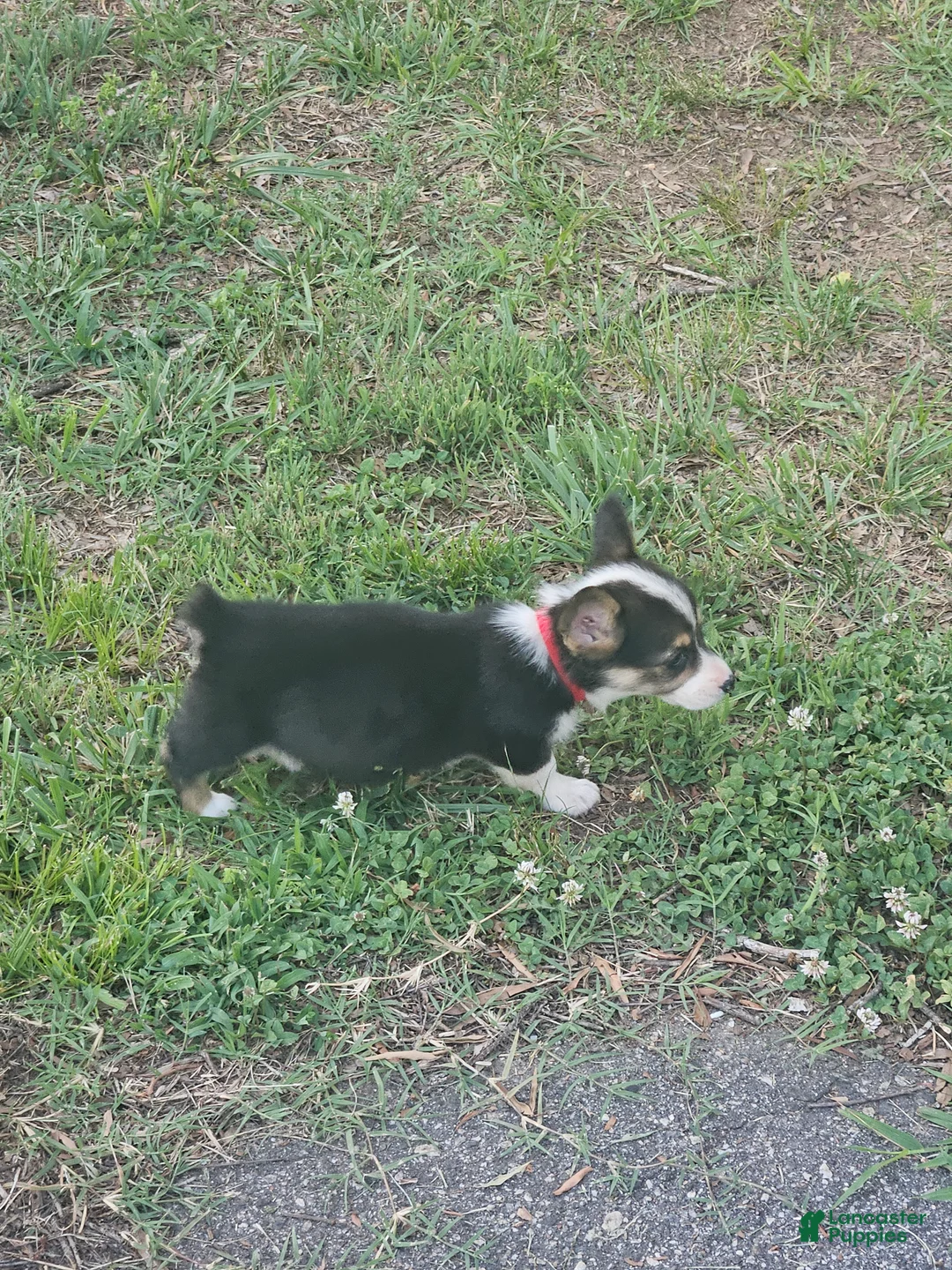 Welsh Corgi Pembroke dogs for sale: Red Female - Ad 2