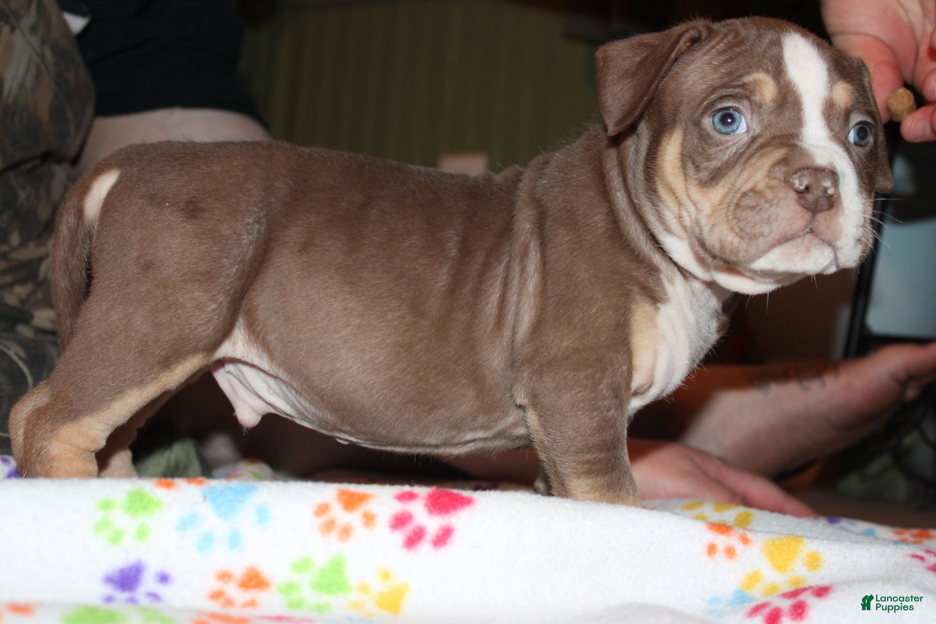 American Bully dogs Kodiak aka Kody - Ad 2