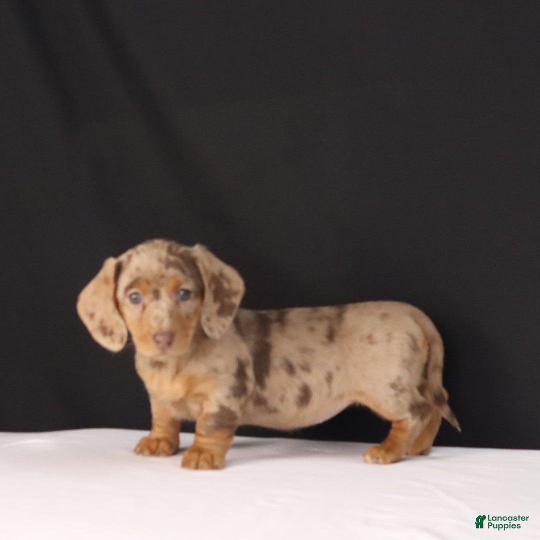 Dachshund dogs for sale: Twila - Ad 6