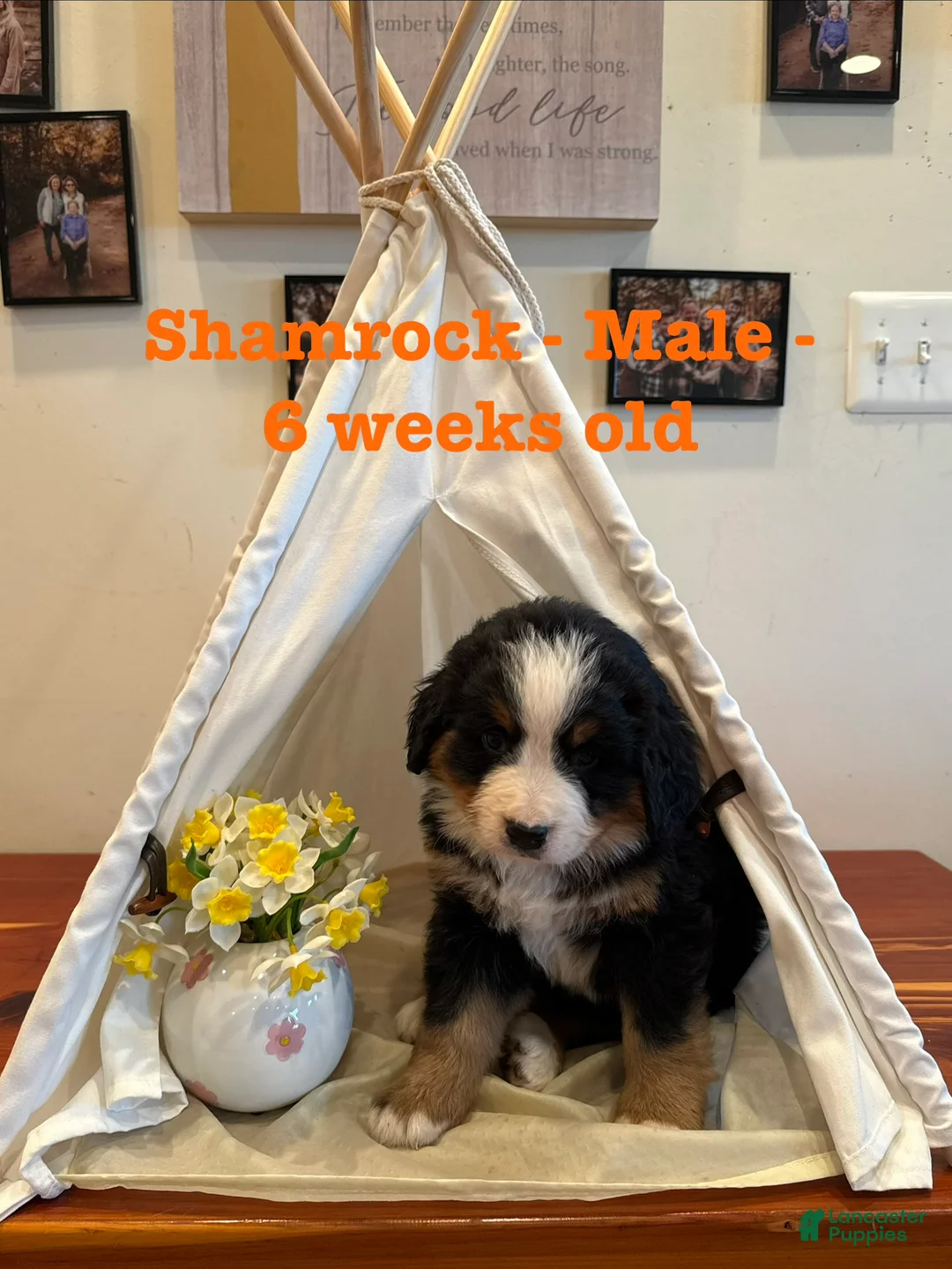 Bernese Mountain Dog dogs for sale: Shamrock - Ad 2