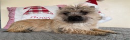 Cairn Terrier dogs for sale: Jayce - Ad 4