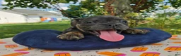 Olde English Bulldogge dogs for sale: Porter - Ad 7