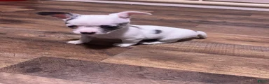 Chihuahua 1