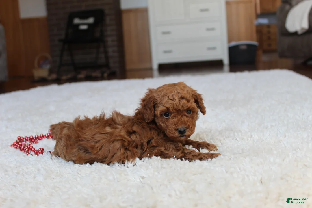 Toy Poodle dogs for sale: Malcohm - Ad 9