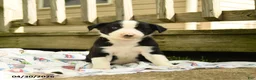 Border Collie dogs for sale: Hadley - Ad 3