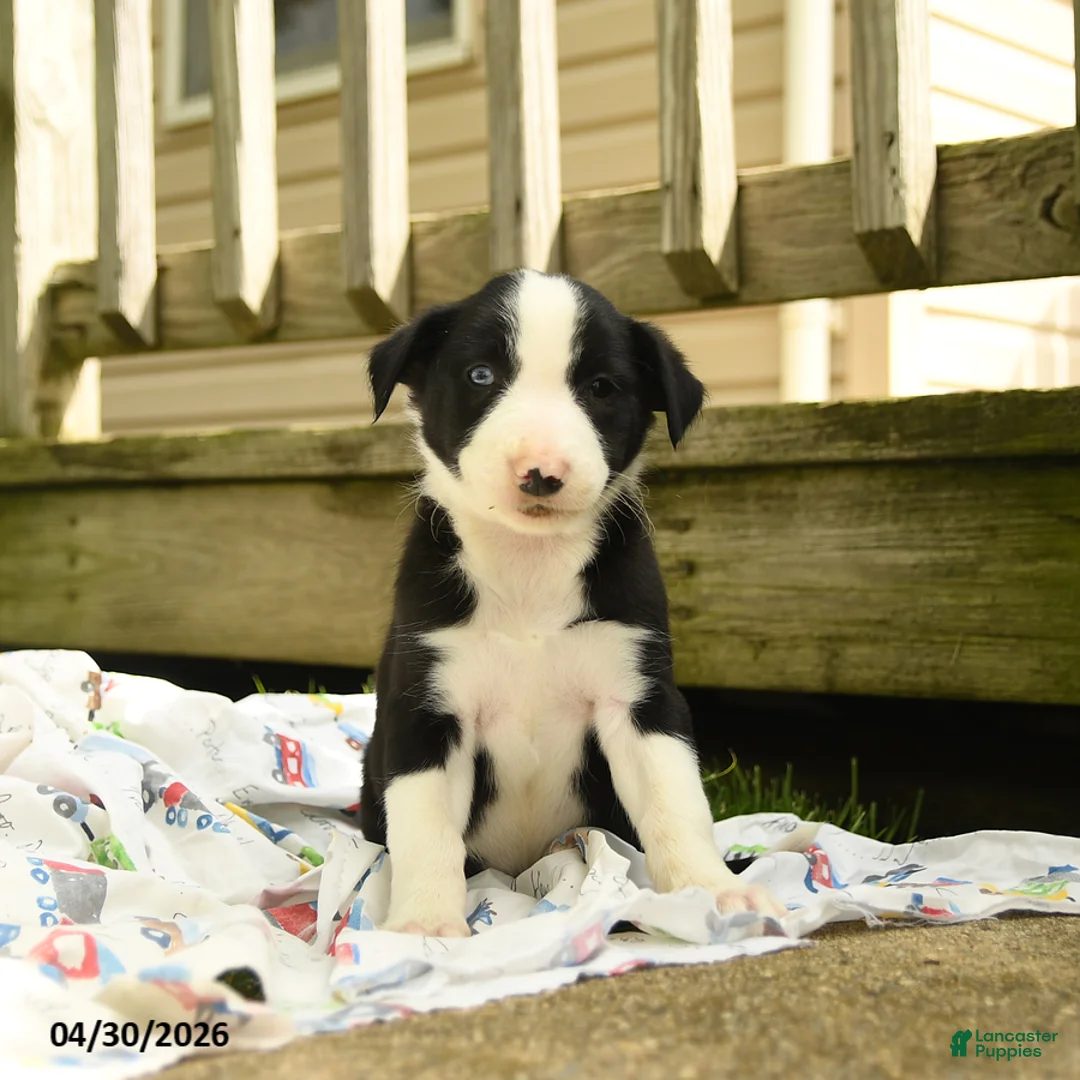 Border Collie dogs for sale: Hadley - Ad 3
