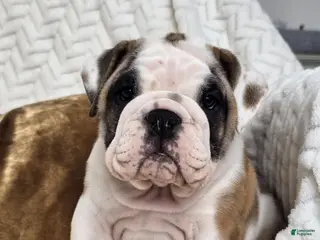 English Bulldog dogs Bella - Ad 36