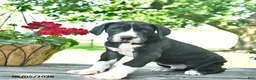 Great Dane dogs for sale: Chase  - Ad 4