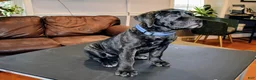 Presa Canario dogs for sale: Ms. Blue - Ad 4