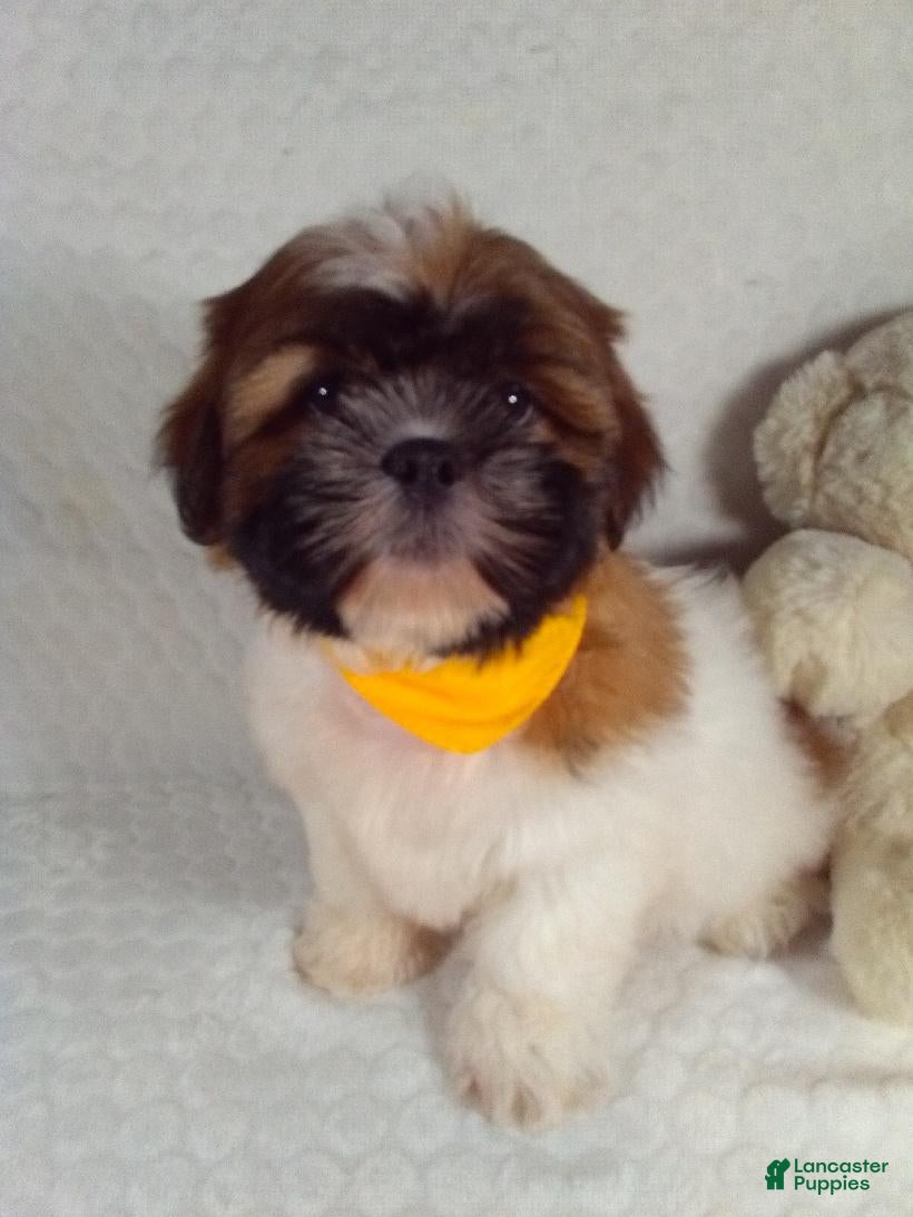 Shih Tzu dogs for sale: Hayes  - Ad 1