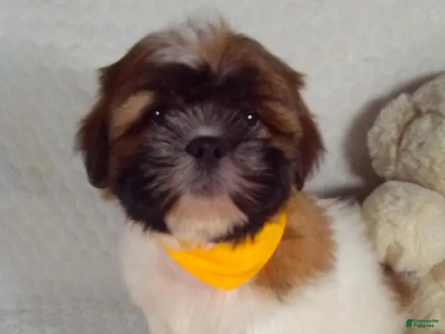 Shih Tzu dogs for sale: Hayes - Ad 1