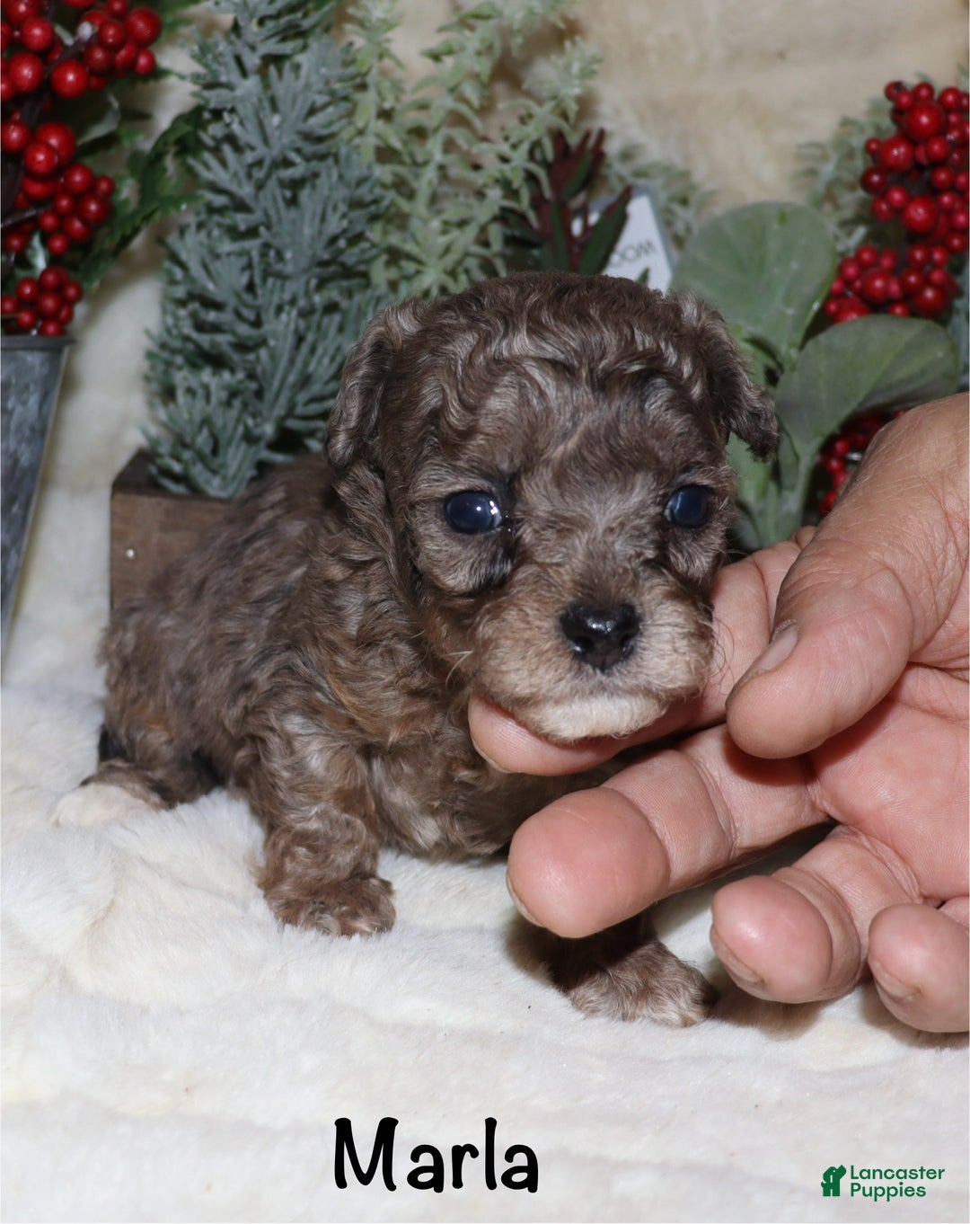 Toy Poodle dogs for sale: Marla- blue merle - Ad 2