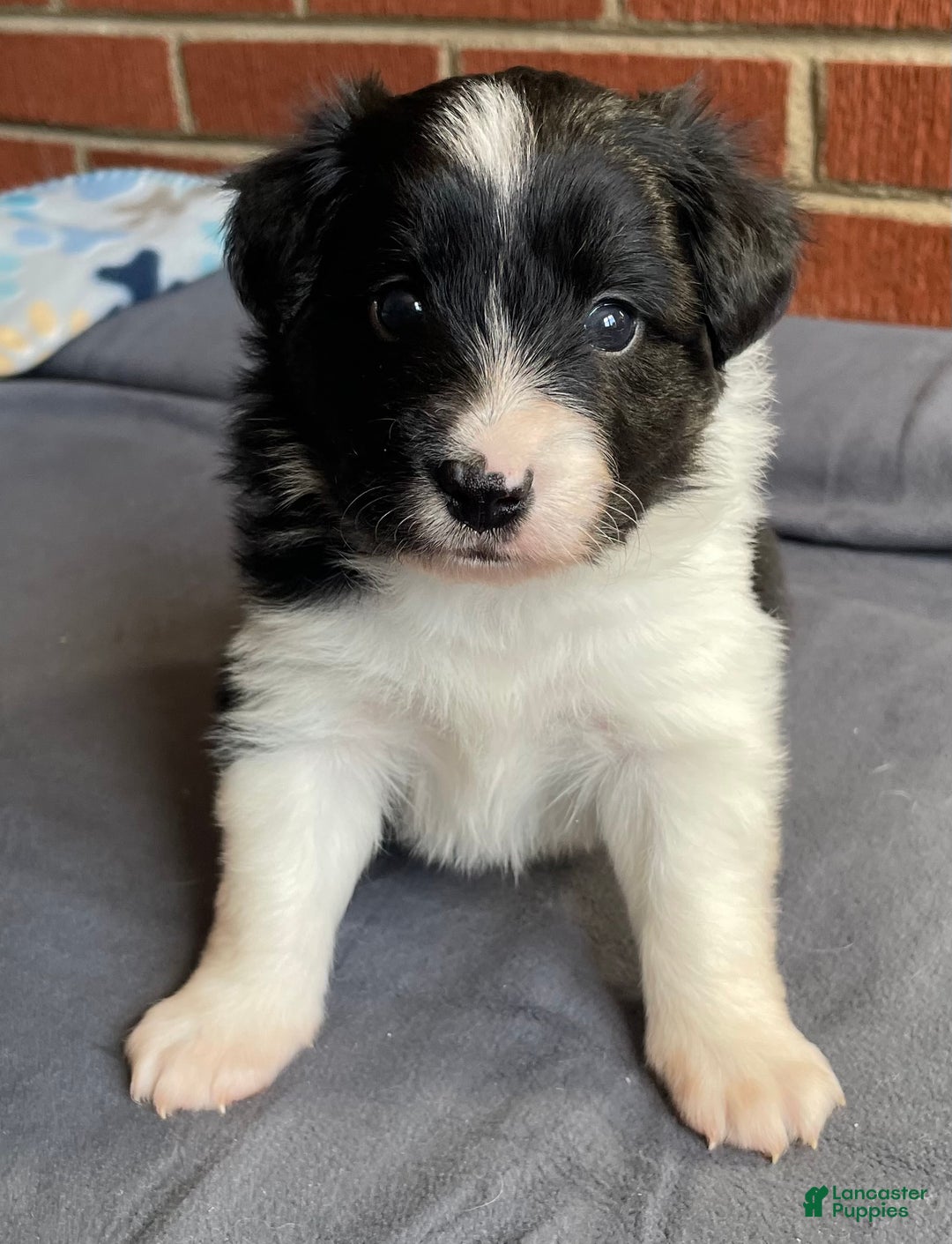 Mixed Breed dogs for sale: Stripe - Ad 1