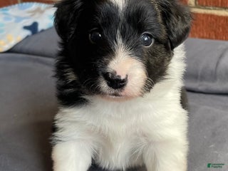 Mixed Breed dogs Stripe - Ad 3