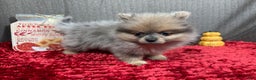 Pomeranian dogs for sale: Pomeranian Puppy 2 - Ad 8