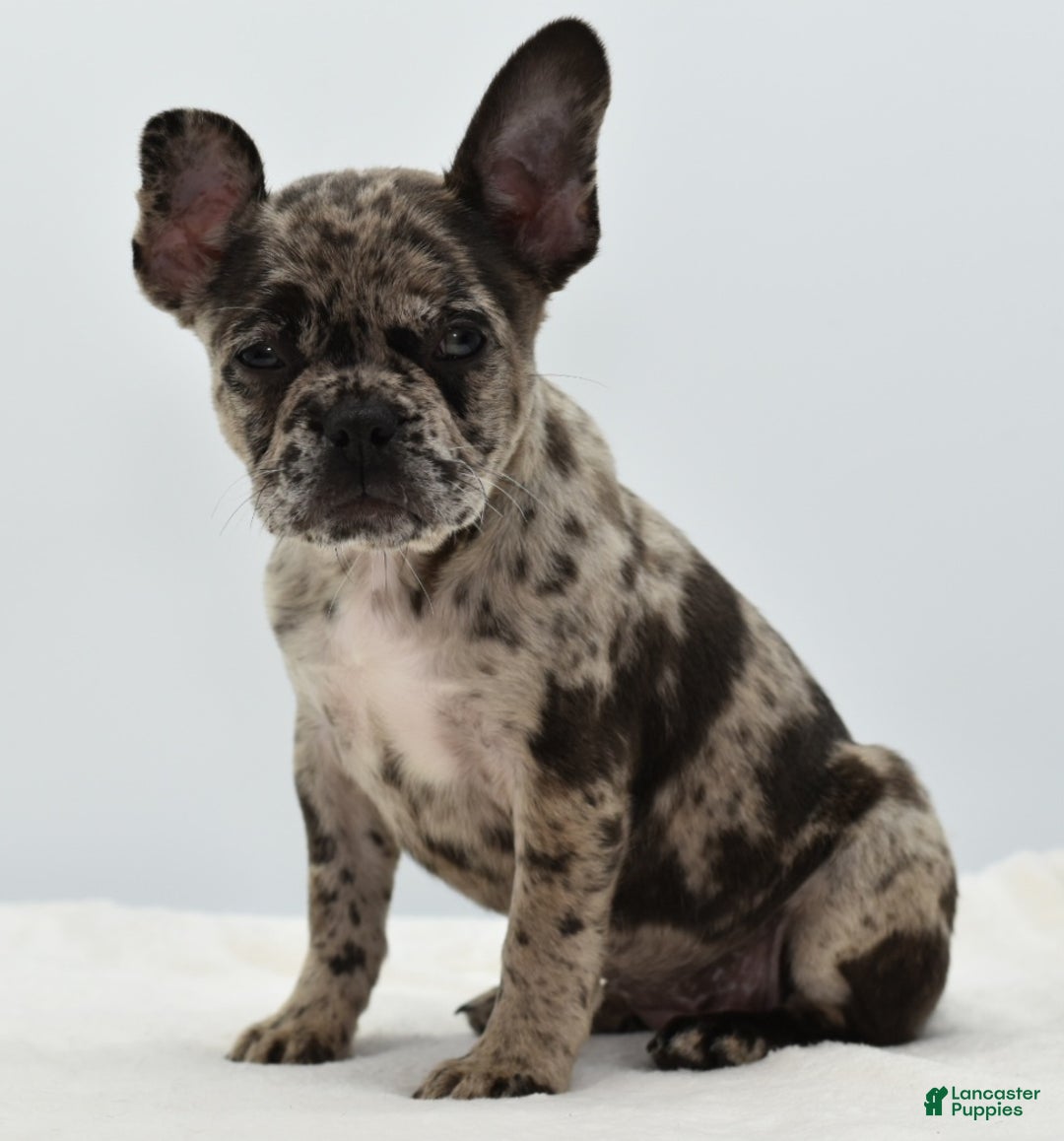 Mixed Breed dogs for sale: Zuki hybrid puppy  - Ad 15