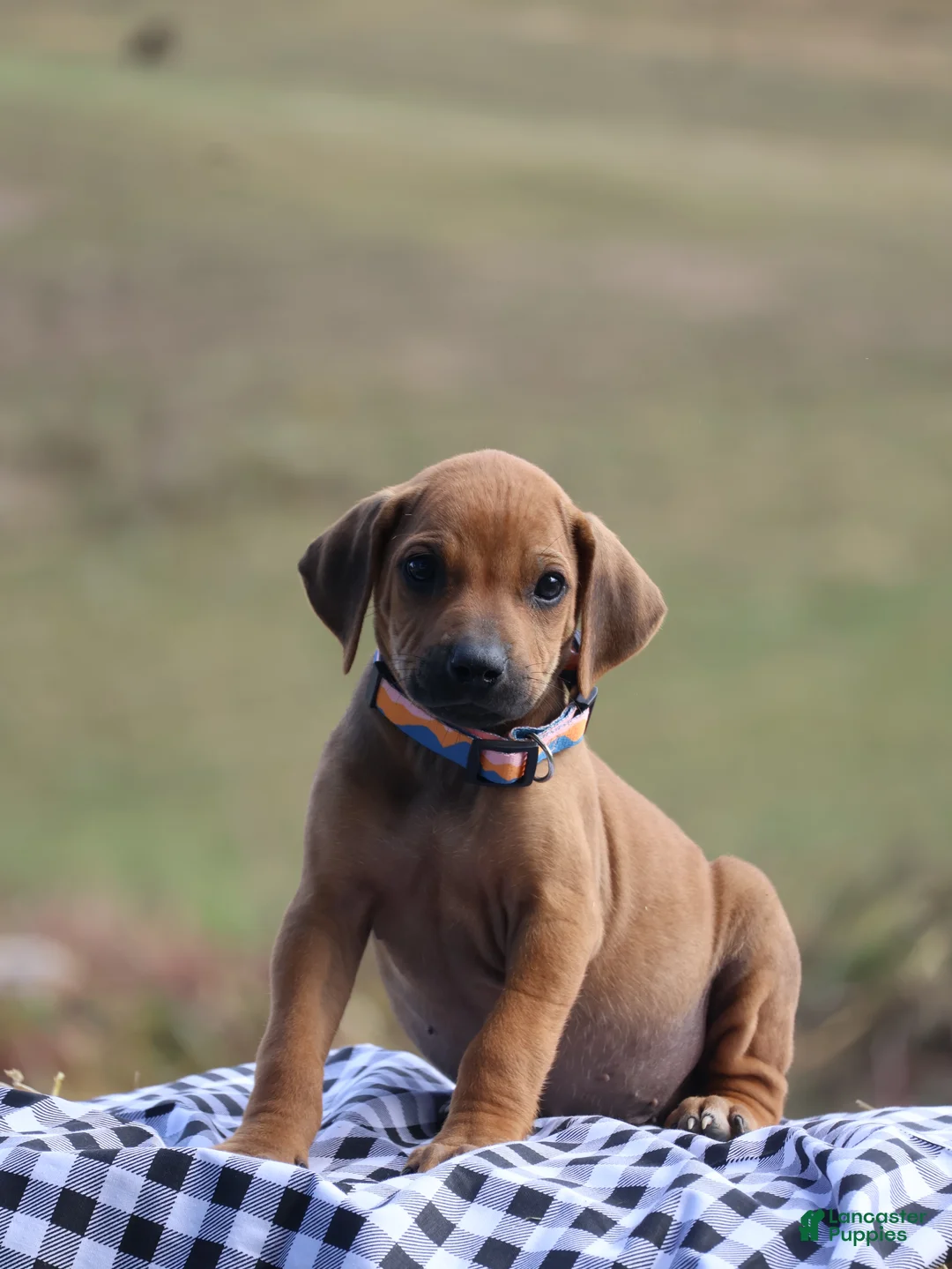 Rhodesian Ridgeback dogs for sale: Gunnar - Ad 2