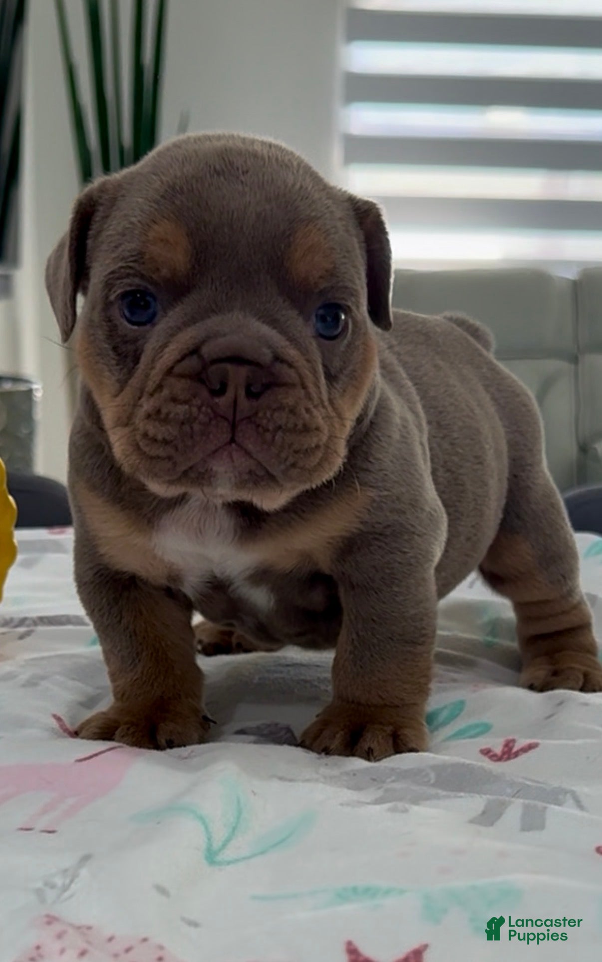 English Bulldog dogs for sale: Ulises - Ad 2