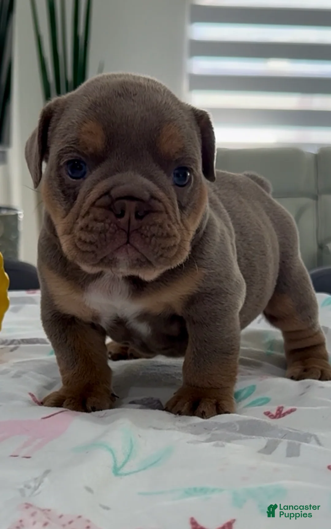 English Bulldog dogs for sale: Ulises - Ad 2
