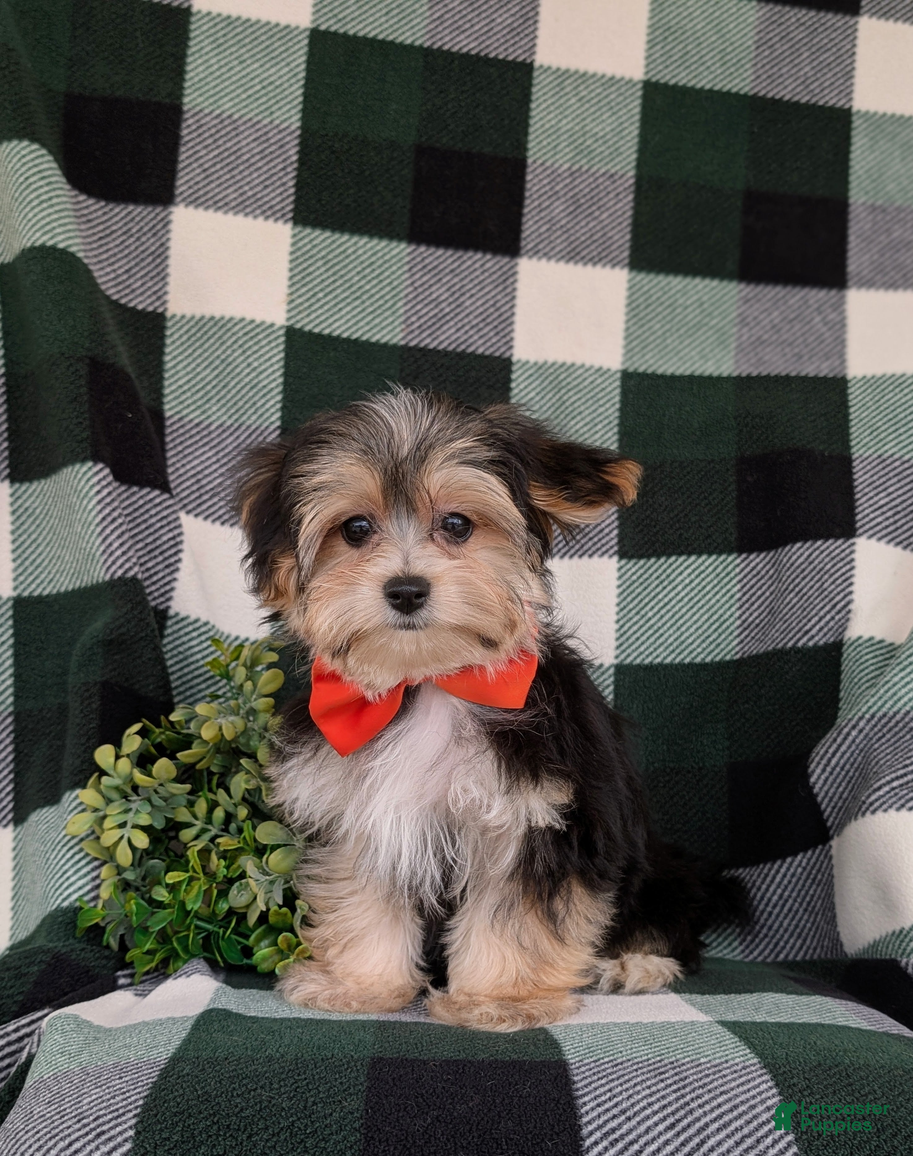 Morkie dogs Raleigh 6 lbs Full Grown - Ad 1