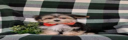 Morkie dogs for sale: Raleigh 6 lbs Full Grown - Ad 1