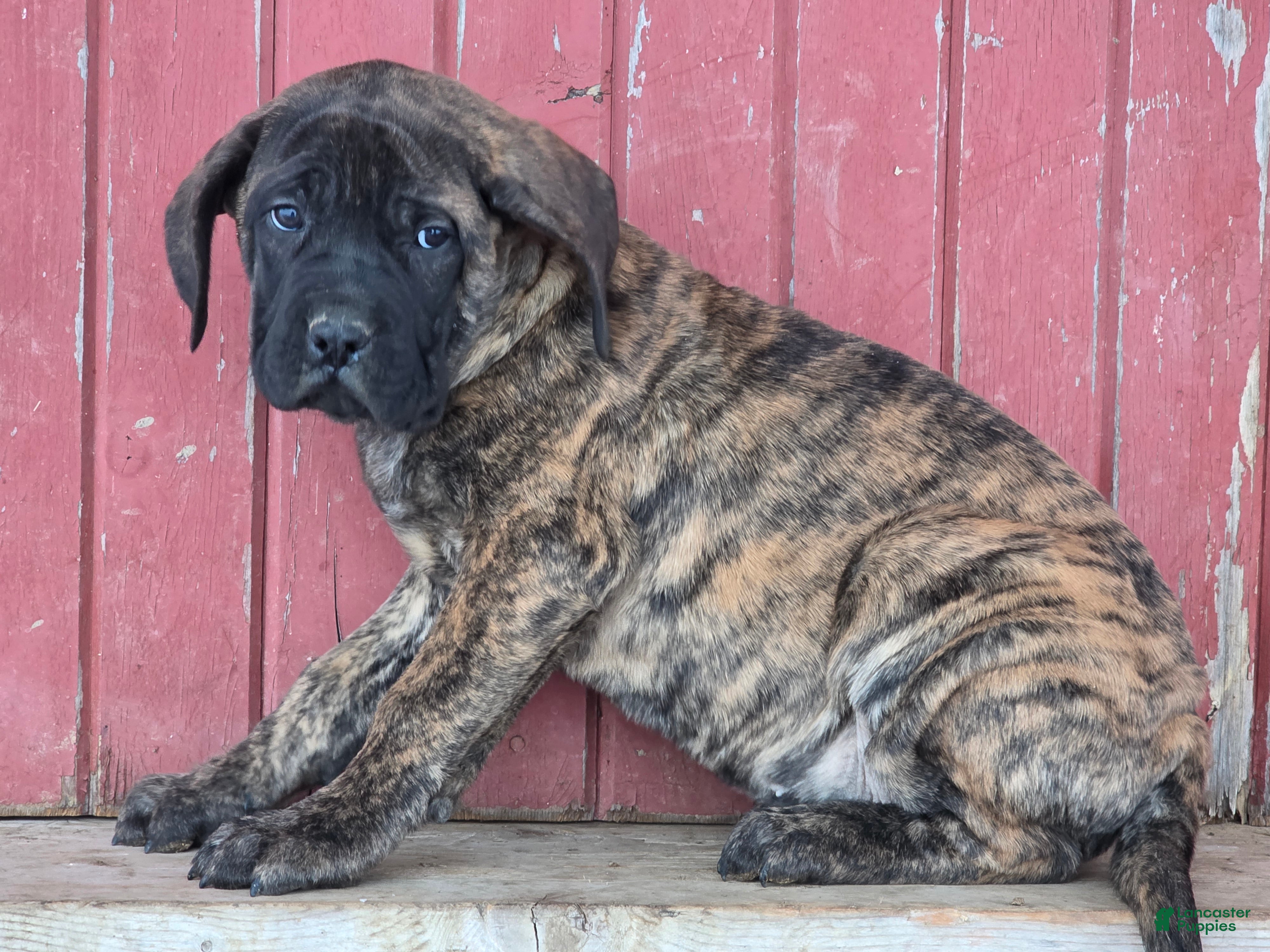 English Mastiff dogs Roxie - Ad 14