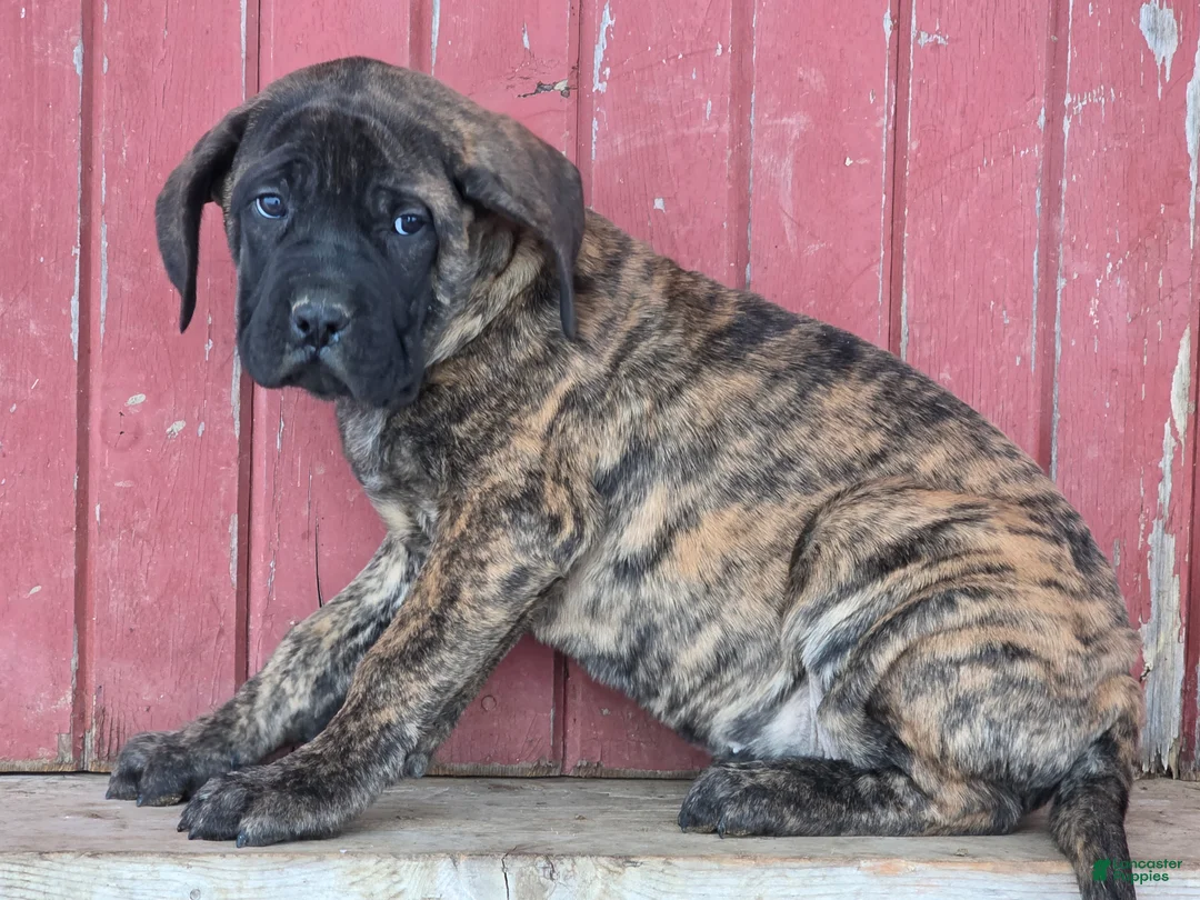English Mastiff dogs for sale: Roxie - Ad 1
