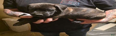 Cane Corso Puppy 1