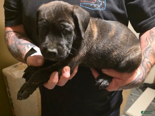 Cane Corso dogs Cane Corso Puppy 1 - Ad 37