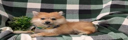 Pomeranian dogs for sale: Boone - Ad 5