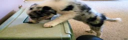 Border Collie dogs for sale: Border Collie 1 - Ad 3