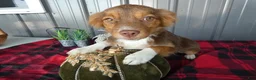Miniature Australian Shepherd dogs for sale: Miniature Australian Shepherd 3 Maddy - Ad 3