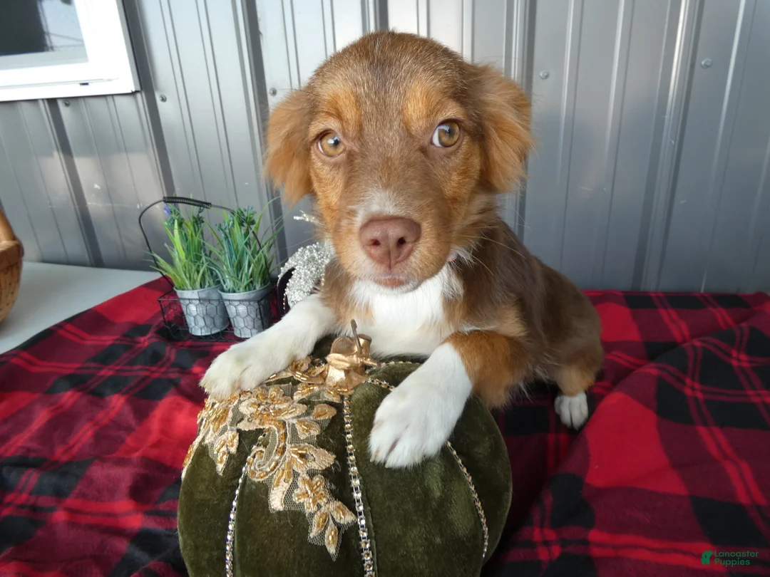 Miniature Australian Shepherd dogs for sale: Miniature Australian Shepherd 3 Maddy - Ad 3