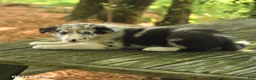 Border Collie dogs for sale: Fancy - Ad 4