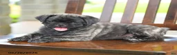 Pug dogs for sale: Farlo - Ad 4