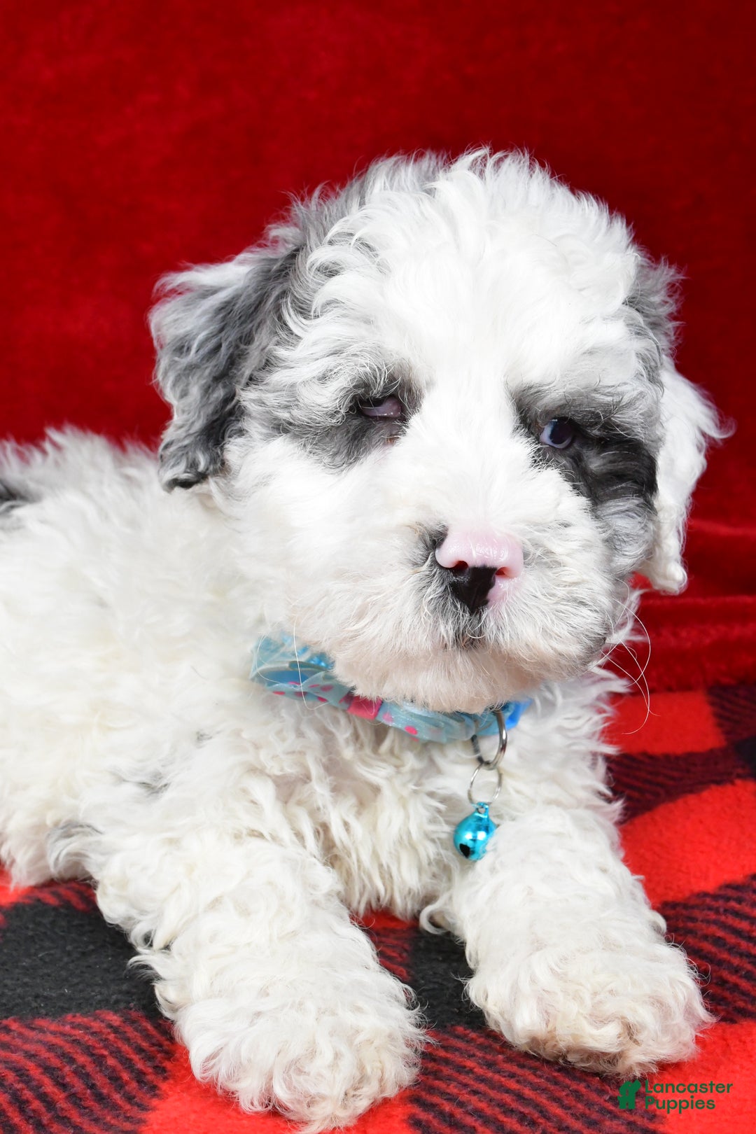 Newfypoo dogs for sale: Hans f one b - Ad 5