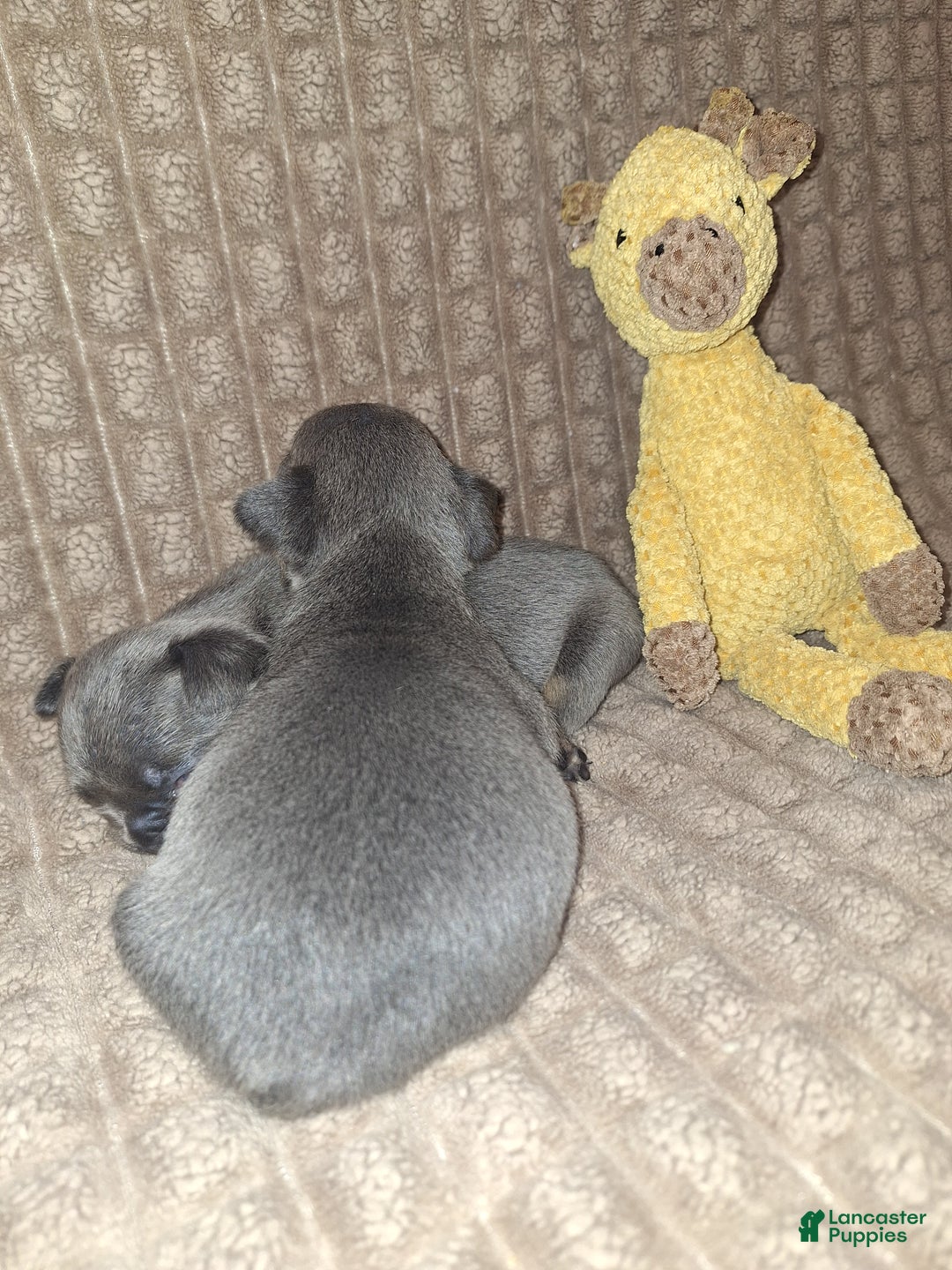 French Bulldog dogs for sale: French Bulldog Puppy 2 - Ad 3