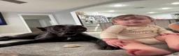 Cane Corso dogs for sale: Cane Corso 2 - Ad 75