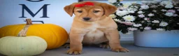 Labrador Retriever dogs for sale: NAOMI - Ad 12
