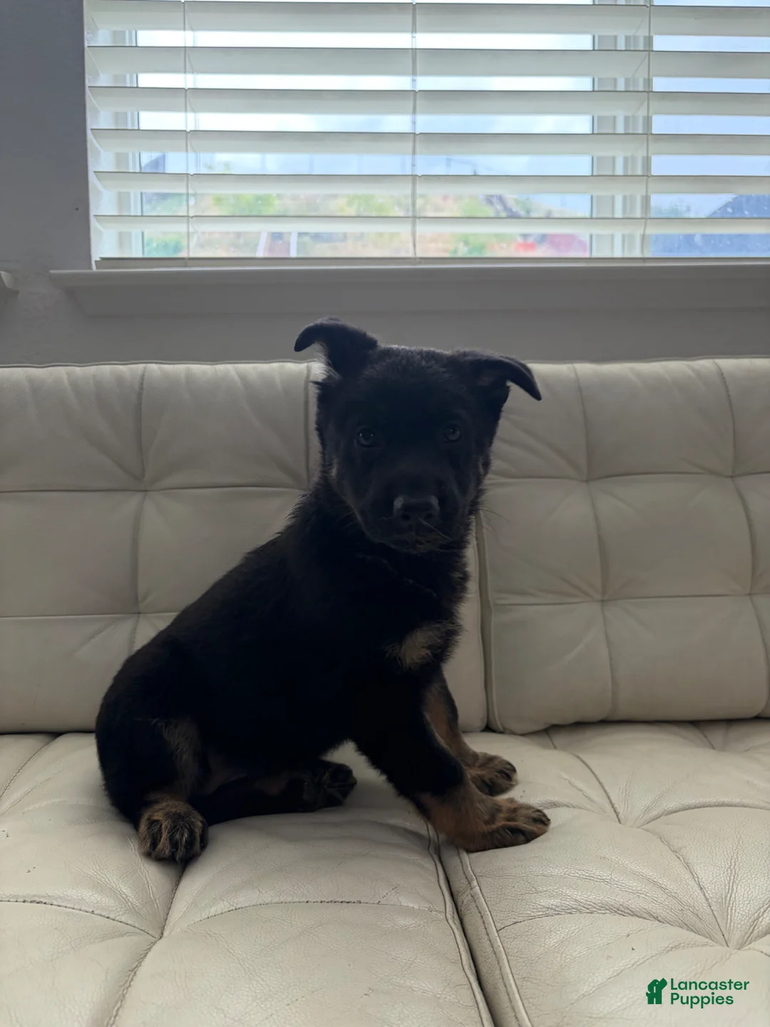 German Shepherd dogs for sale: Rin - Ad 2