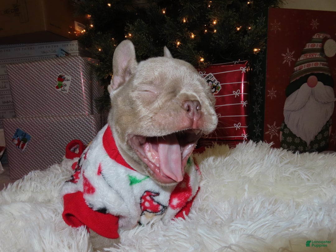 French Bulldog dogs for sale: Romeo - Ad 5