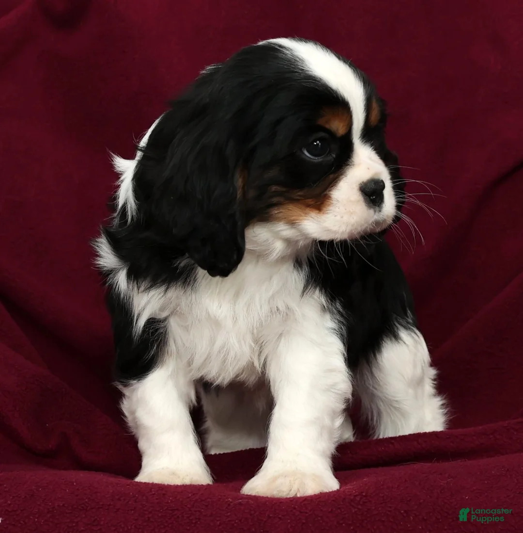 Cavalier King Charles Spaniel dogs for sale: Frisky - Ad 8
