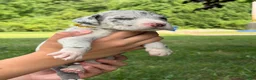 Great Dane dogs for sale: Colt - Ad 5