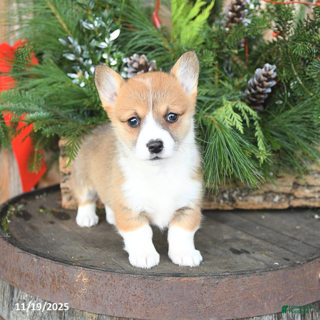 Welsh Corgi Pembroke dogs for sale: Apricot - Ad 3