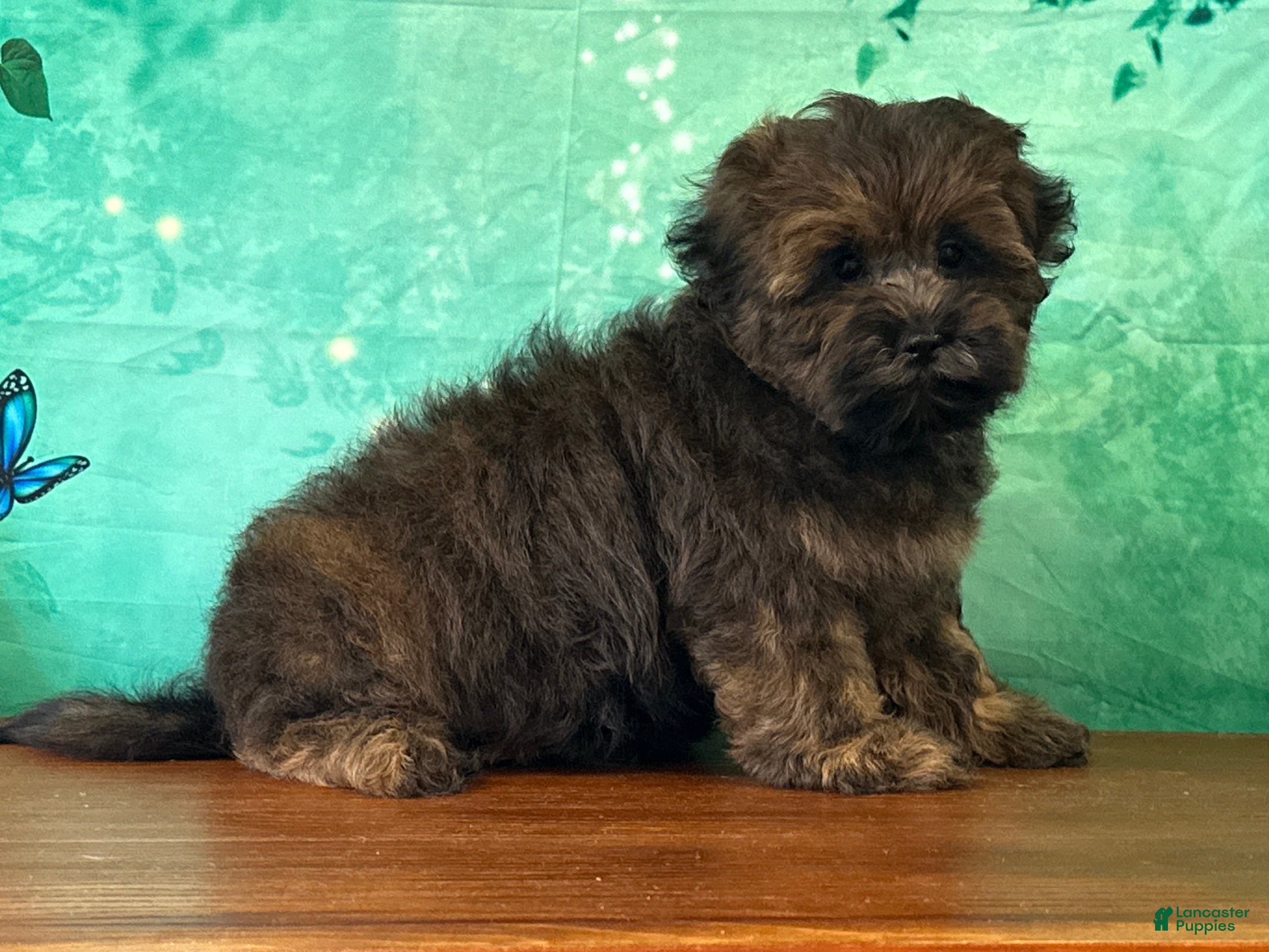 Teddy Bear dogs Kenny - Ad 2