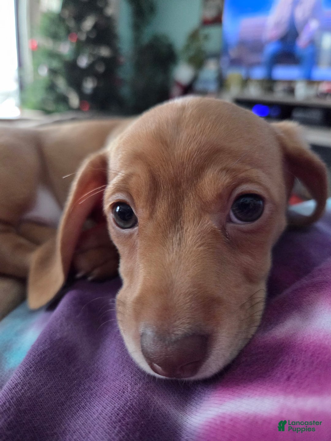 Miniature Dachshund dogs for sale: Sandy Strawberry blonde dachshund  - Ad 3