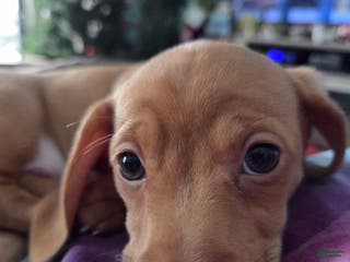 Miniature Dachshund dogs Sandy Strawberry blonde dachshund - Ad 24