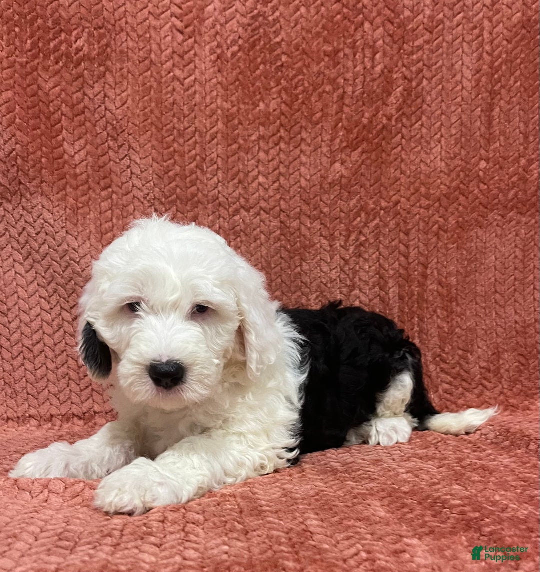 Sheepadoodle dogs for sale: Marlee - Ad 2