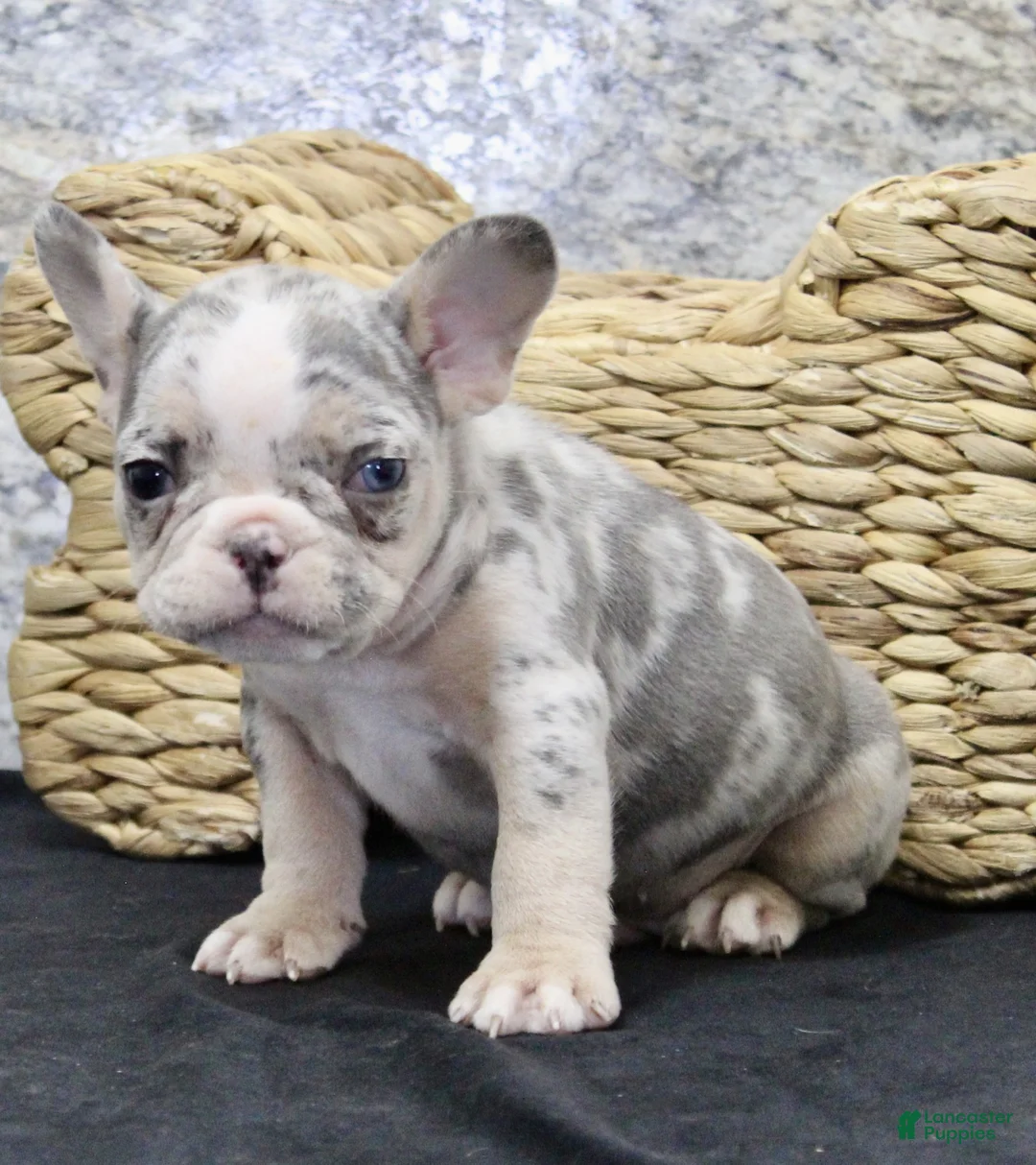 French Bulldog dogs for sale: Zach - Ad 3