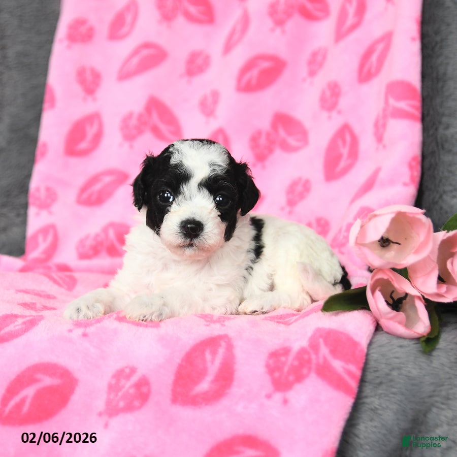 Bichpoo dogs Duncan - Ad 8